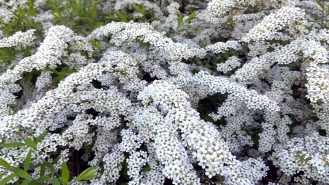 General view of  flowering branch Spiraea Van Guta Stock Footage 245548820
