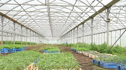 General view of greenhouse Video stock 63299462