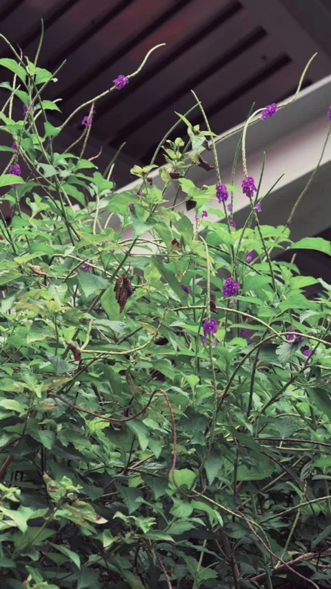General view of lush vegetation with purple flowers next to a roof Stockbeeldmateriaal 345168613