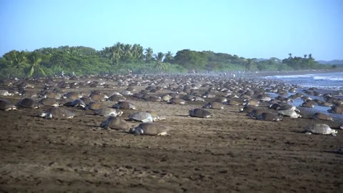 General view of Ostional Beach full of sea turtles in Guanacaste, Costa Video stock 279995524
