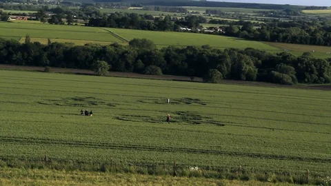 General view of people in crop circle. Stock Footage 78689442