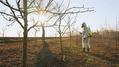 General view of the process of processing garden trees in spring. Stock Footage 229619471