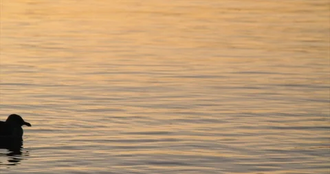 General view of sea. Stock Footage 88372821