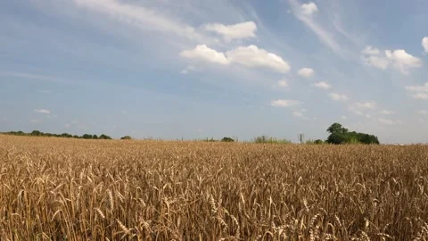 General view of a wheat field in clear weather Stock Footage 157858837