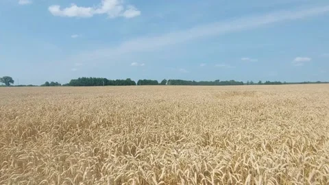 General view of a wheat field in clear weather Stock Footage 157859806