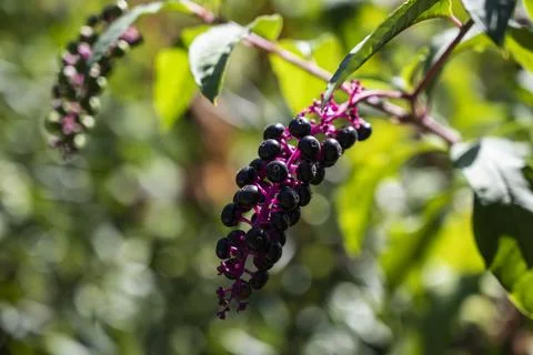 Generate varied phrases expressing same idea distinctly, Construct five separate Foto stock