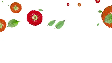 Generated animation of flowers and leaves of zinnia on a white background. 库存影片 132852256