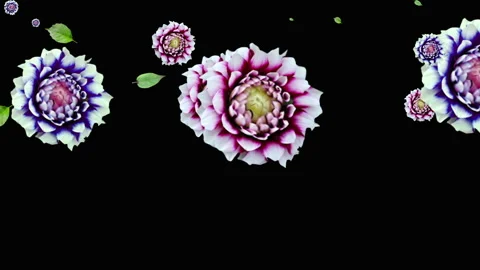 Generated animation of flowers and leaves of dahlias on a black background. 库存影片 132853182