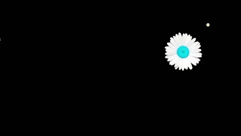 Generated animation of multi-colored white daisies on a black background. Vidéo 132850983