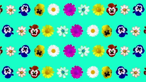 Generated animation of various colors on a blue background. colored daisies 库存影片 145247736