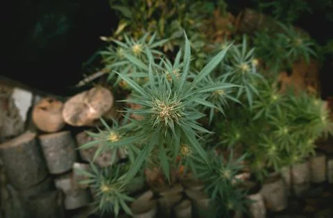 Generated image Stock Photos