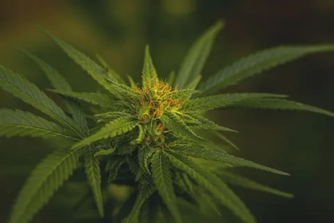 Generated image Stock Photos