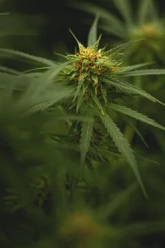 Generated image Stock Photos