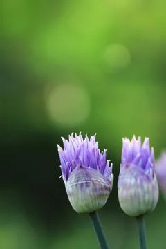 Generated image Stock Photos