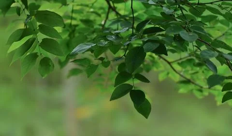 Generated image Stock Photos