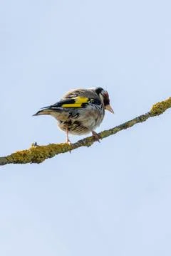 Generated Image Foto stock