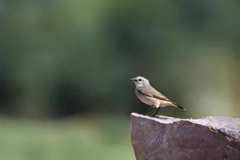 Generated image Stock Photos