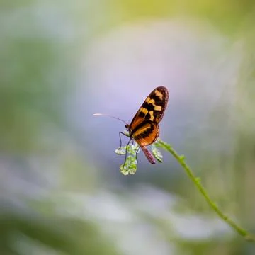 Generated Image Stock Photos