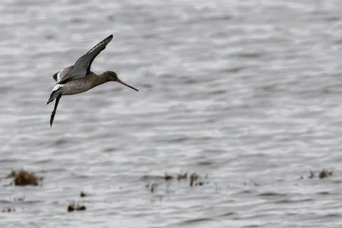 Generated Image Stock Photos