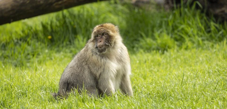 Generated image Stock-Fotos