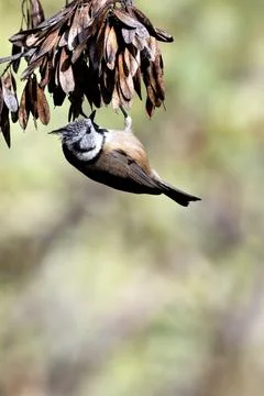 Generated Image Stock Photos