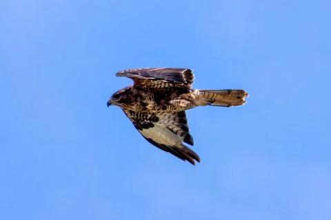 Generated Image Stock Photos