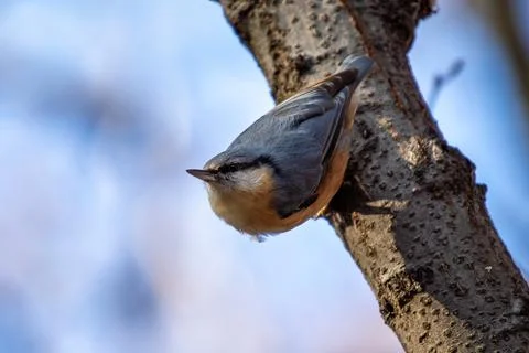 Generated Image Stock Photos