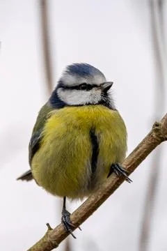 Generated Image Foto stock