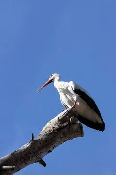 Generated Image Stock Photos