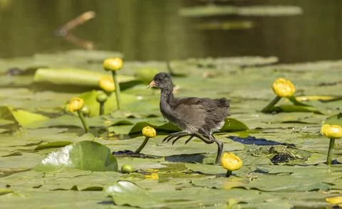 Generated image Stock Photos