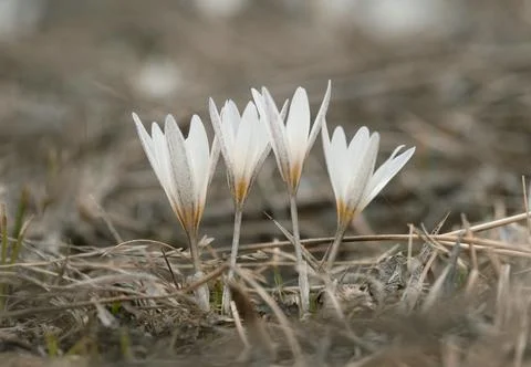 Generated image Foto stock