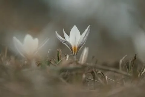 Generated image Stock Photos