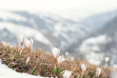 Generated image Stock-Fotos