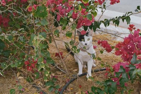 Generated image Stock Photos