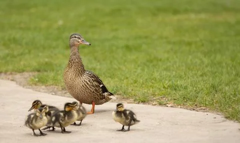 Generated image Foto stock