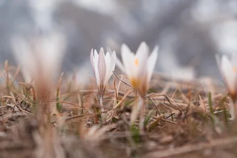 Generated image Foto stock