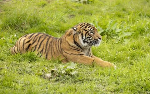 Generated image Stock Photos