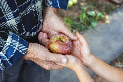 Generational bond: elderly hands passing a fresh apple to a child in a garden Stock Photos