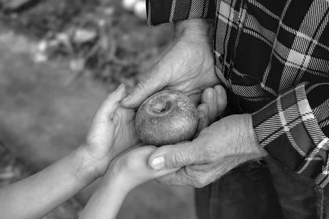 Generational giving elderly hands passing an apple to a child in black and .. Stock Photos