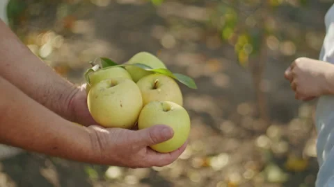 Generational hands sharing a harvest of fresh apples. Healthy eating and family Stock Footage 267945499