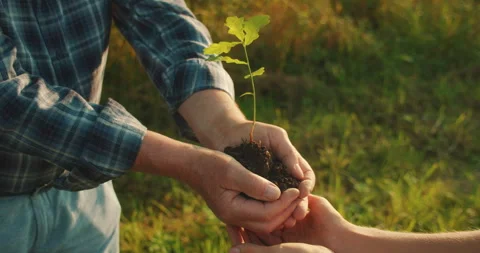 Generations unite to plant a young tree, symbolizing hope and forest renewal Stock Footage 311961747