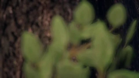 Generative Forest Series Stock Footage 126698361