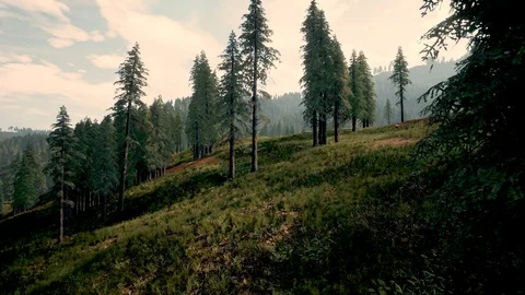 Generative Forest Series Stock Footage 127002338