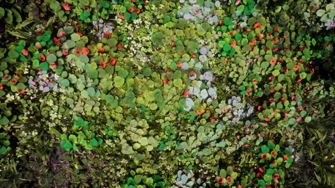 Generative Plants 02 Stock Footage 126577961