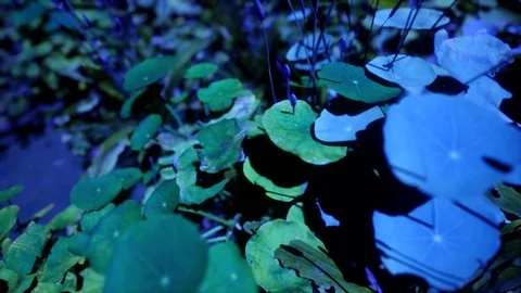 Generative Plants 05 Video stock 126578000