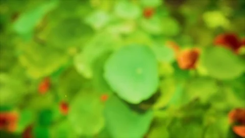 Generative Plants 08 Stock Footage 126578806