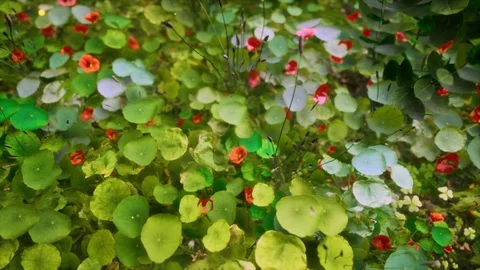 Generative Plants 10 Stock Footage 126578788