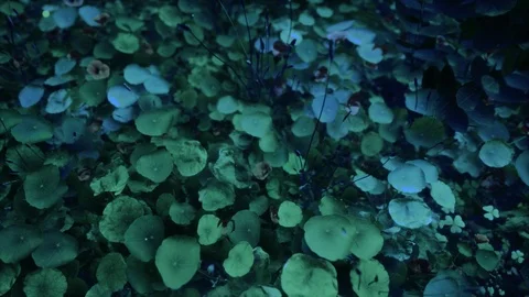 Generative Plants 12 Stock Footage 126579085