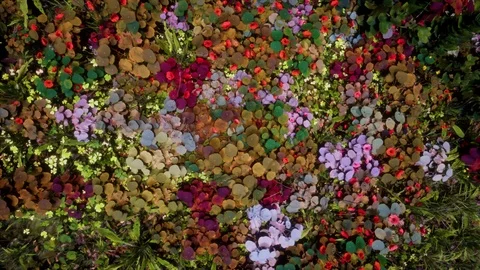 GenerativePlants 01 Video stock 126577700