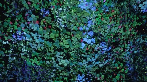 GenerativePlants 03 Stock Footage 126578001